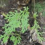 Selaginella distachya Selaginellaceae Endémique La Réunion, Maurice 504.jpeg
