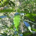 Vepris lanceolata Patte poule St-Leu Rutaceae Indigène La Réunion 519.jpeg