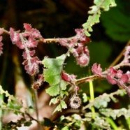 Adiantum hispidulum.pteridaceae.indigène Réunion..jpeg