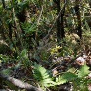Bulbophyllum longiflorum in situ au milieu des fougères et autres espèces végétales.jpeg