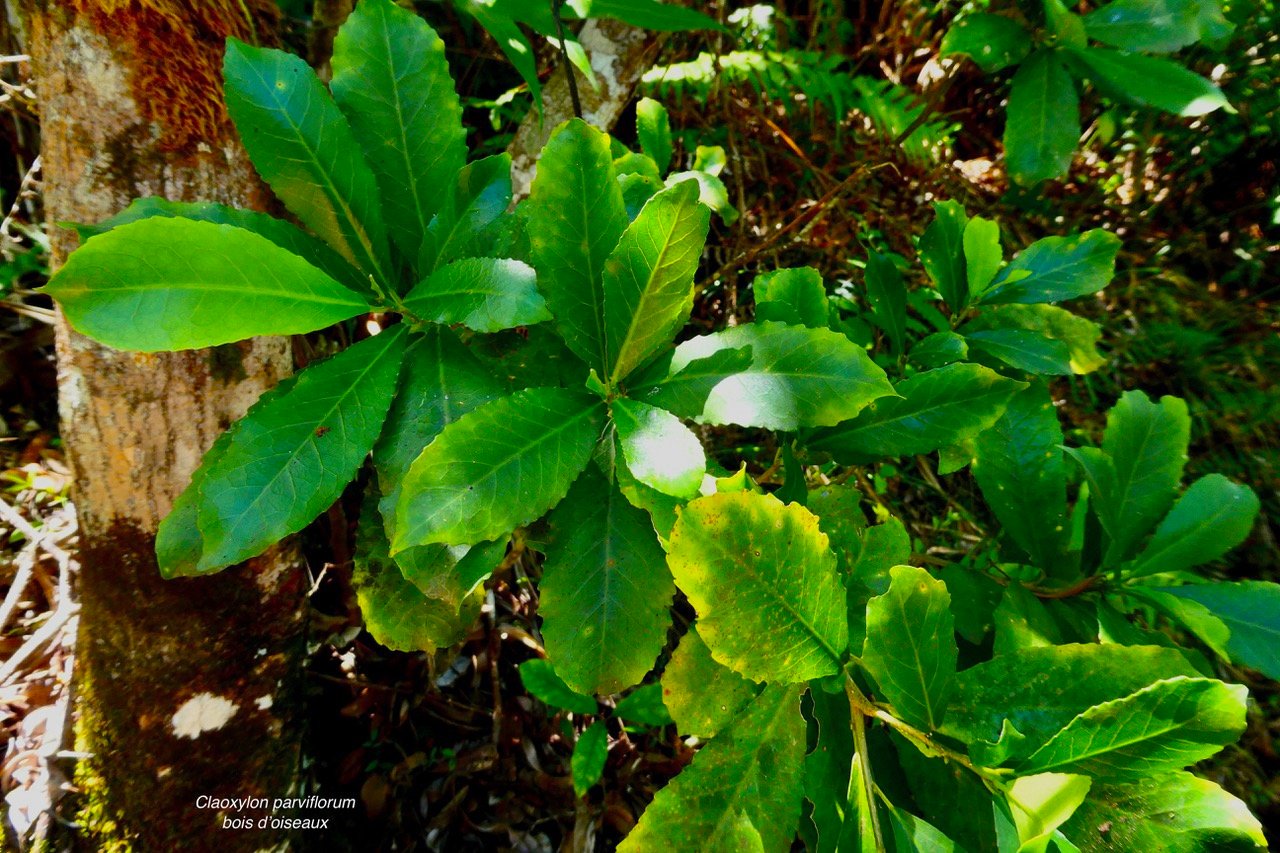 Claoxylon parviflorum -bois d&rsquo;&rsquo;oiseaux.euphorbiaceae.endémique Réunion Maurice Rodrigues..jpeg