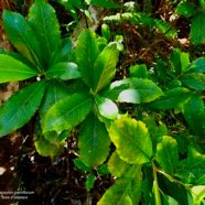 Claoxylon parviflorum -bois d&rsquo;&rsquo;oiseaux.euphorbiaceae.endémique Réunion Maurice Rodrigues..jpeg