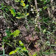 Cryptopus elatus .liane camaron.gros faham;orchidaceae.endémique Réunion Maurice (1).jpeg