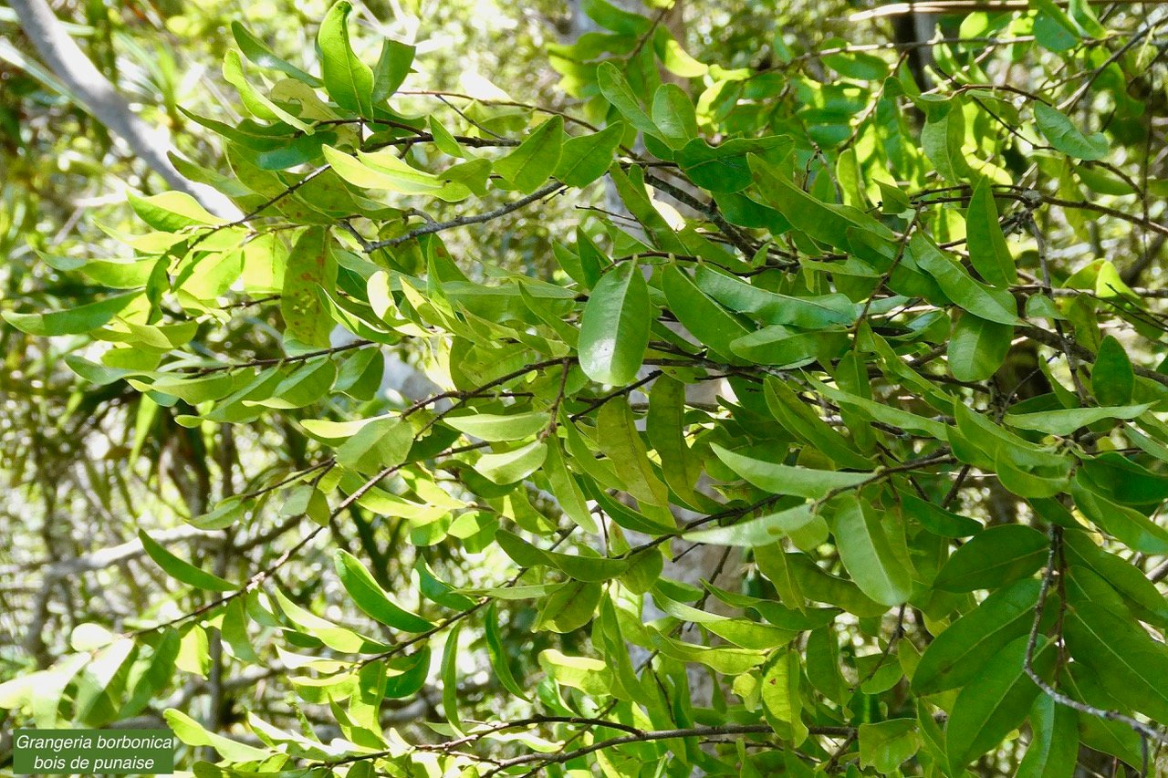 Grangeria borbonica.bois de punaise.chrysobalanaceae.endémique Réunion Maurice .,.jpeg