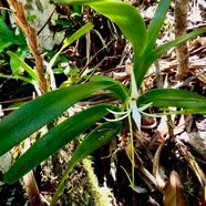 Jumellea recta. orchidaceae.endémique Réunion Maurice Rodrigues. (1).jpeg