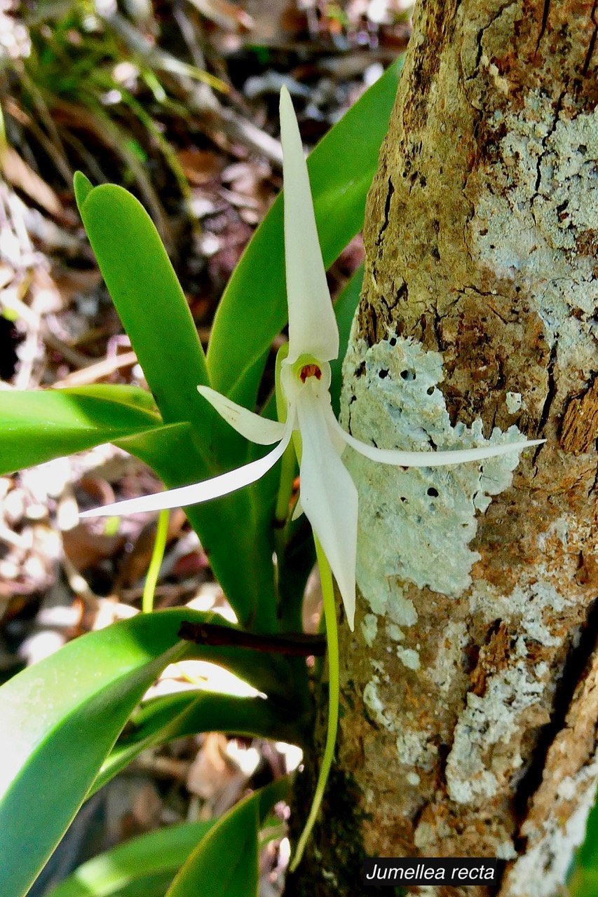 Jumellea recta. orchidaceae.endémique Réunion Maurice Rodrigues..jpeg