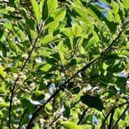 Litsea glutinosa.avocat marron.lauraceae.amphinaturalisé..jpeg