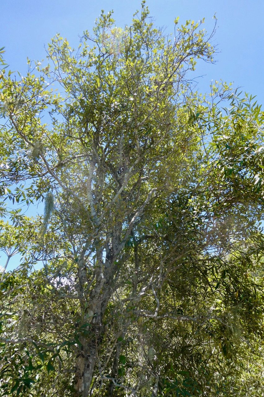 Olea europaea.bois d&rsquo;olive noir.oleaceae.indigène Réunion. (1).jpeg