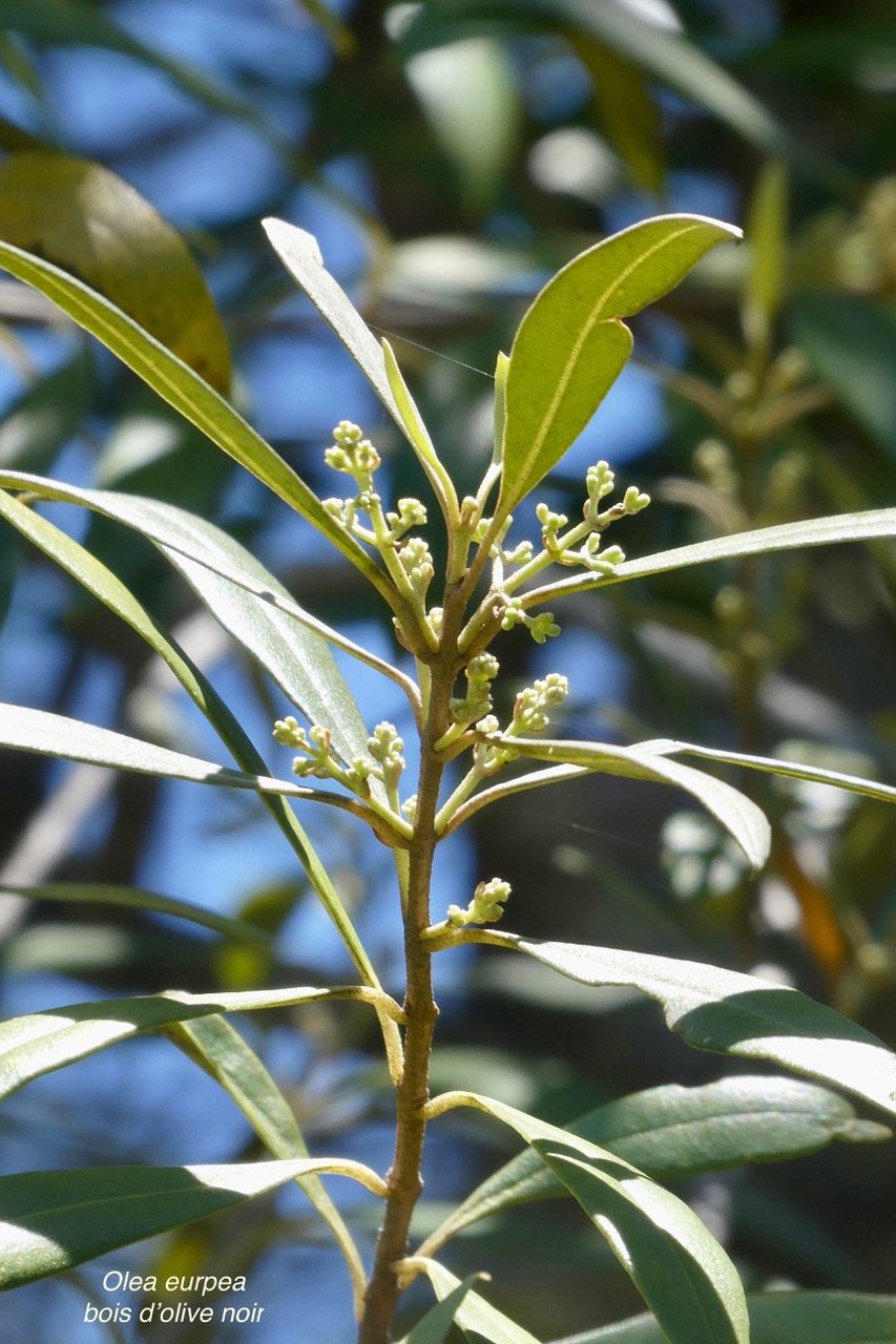 Olea europaea.bois d&rsquo;olive noir.oleaceae.indigène Réunion..jpeg