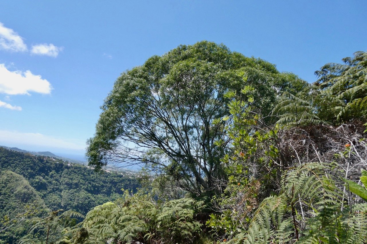 Olea lancea. bois d&rsquo;olive blanc.oleaceae.indigène Réunion. au détour du sentier.jpeg