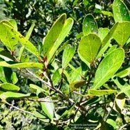 Pleurostylia pachyphloea.bois d&rsquo;olive grosse peau.celastraceae.endémique Réunion. (1).jpeg
