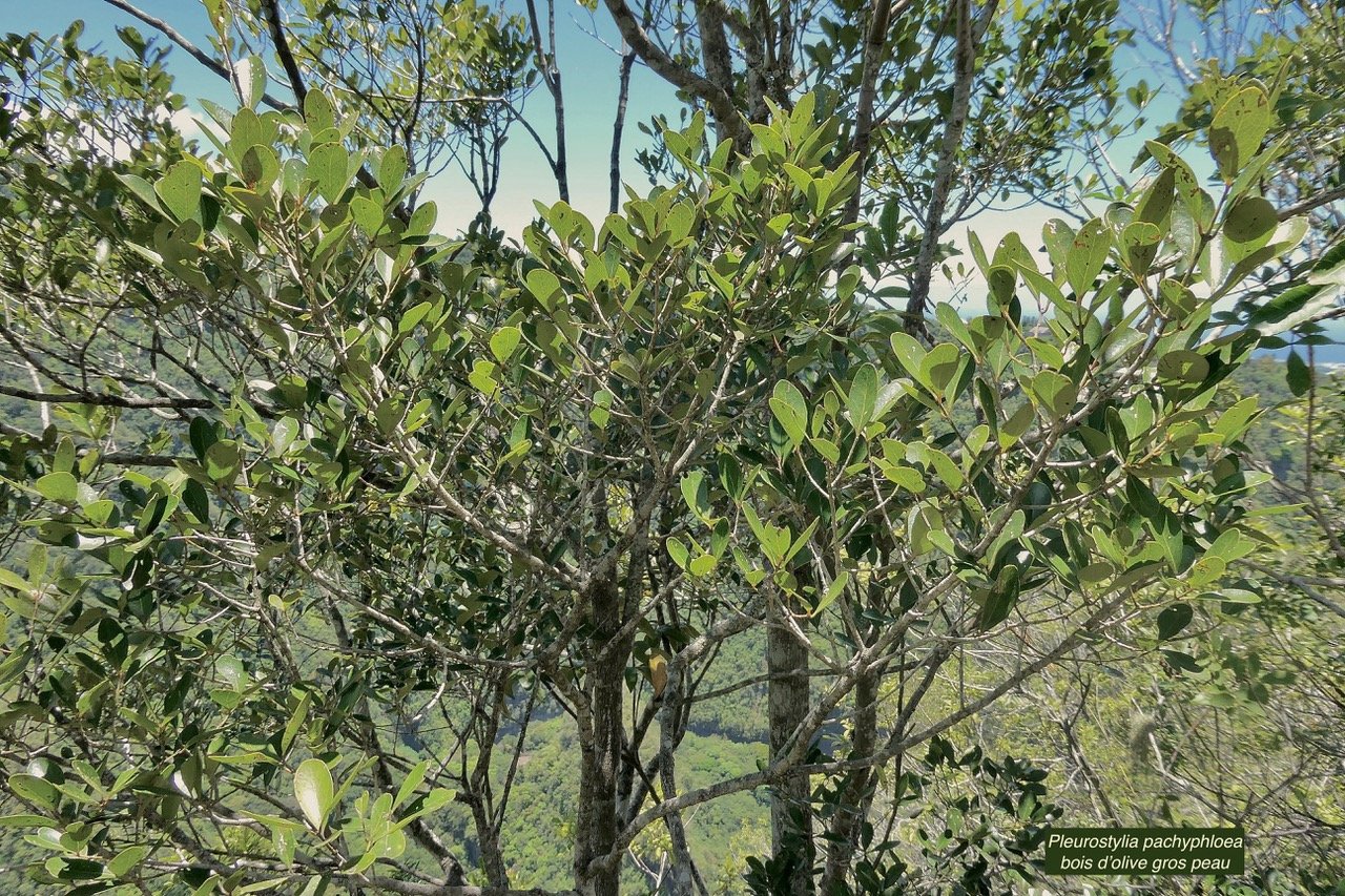 Pleurostylia pachyphloea.bois d&rsquo;olive grosse peau.celastraceae.endémique Réunion..jpeg