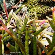 Rhipsalis baccifera. la perle.cactaceae.indigène Réunion..jpeg