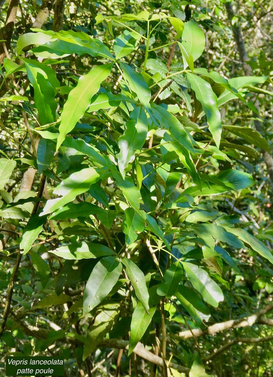 Vepris lanceolata.patte poule.bois Saint-Leu.rutaceae.indigène Réunion. (1).jpeg