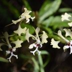 Cryptopus_elatus-liane_camaron-EPIDENDROIDEAE-Endemique_Reunion_Maurice-MB3_4778.jpg