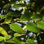 Maillardia_borbonica-Bois_de_maman-MORACEAE-Endemique_Reunion-MB3_4770.jpg