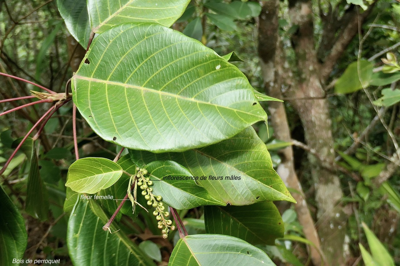 Cordemoya integrifolia.( Hancea integrifolia )  Bois de  perroquet.euphorbiaceae .endémique Réunion Maurice.jpeg