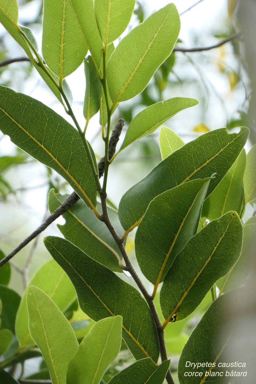 Drypetes caustica.corce blanc bâtard. bois de prune blanc.putranjivaceae.endémique Réunion Maurice.jpeg