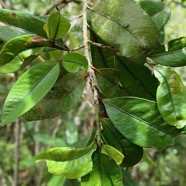 Erythroxylum laurifolium.bois de rongue .erythroxylaceae.endémique Réunion Maurice..jpeg