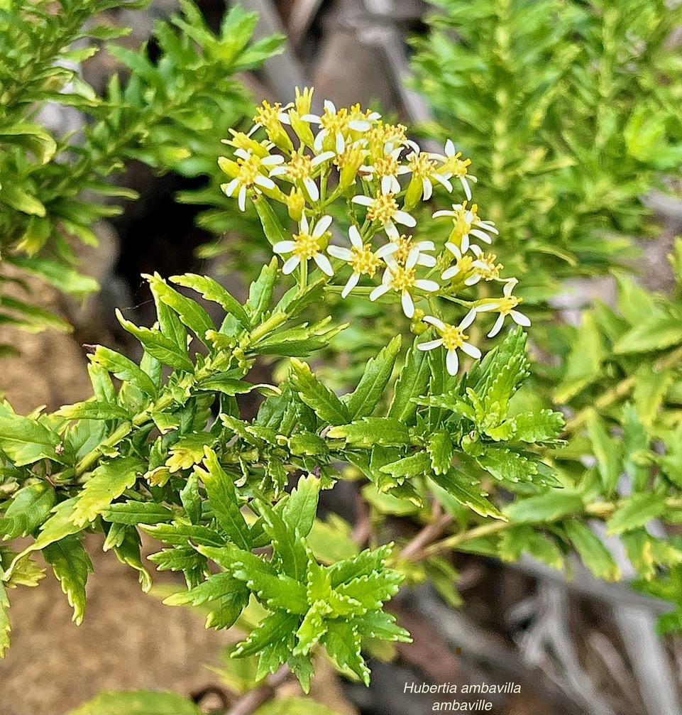 Hubertia ambavilla  Ambaville  asteraceae  endémique Réunion Maurice.jpeg