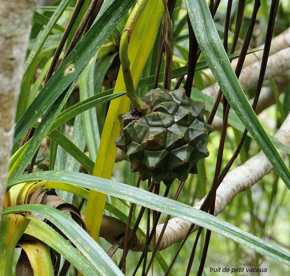 Pandanus sylvestris Bory.petit vacoua. pimpin.( fruit )  pandanaceae.endémique Réunion..jpeg