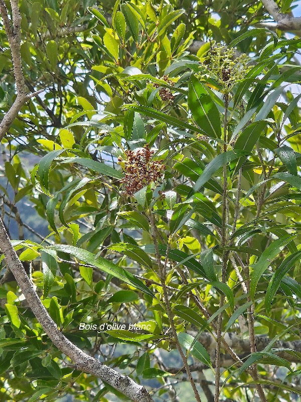 Olea lancea Bois d'olive blanc Oleaceae Indigène La Réunion 32.jpeg