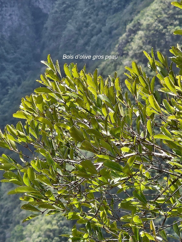 Pleurostylia pachyphloea Bois d'olive gros pe au Celastraceae Endémique La Réunion 09.jpeg