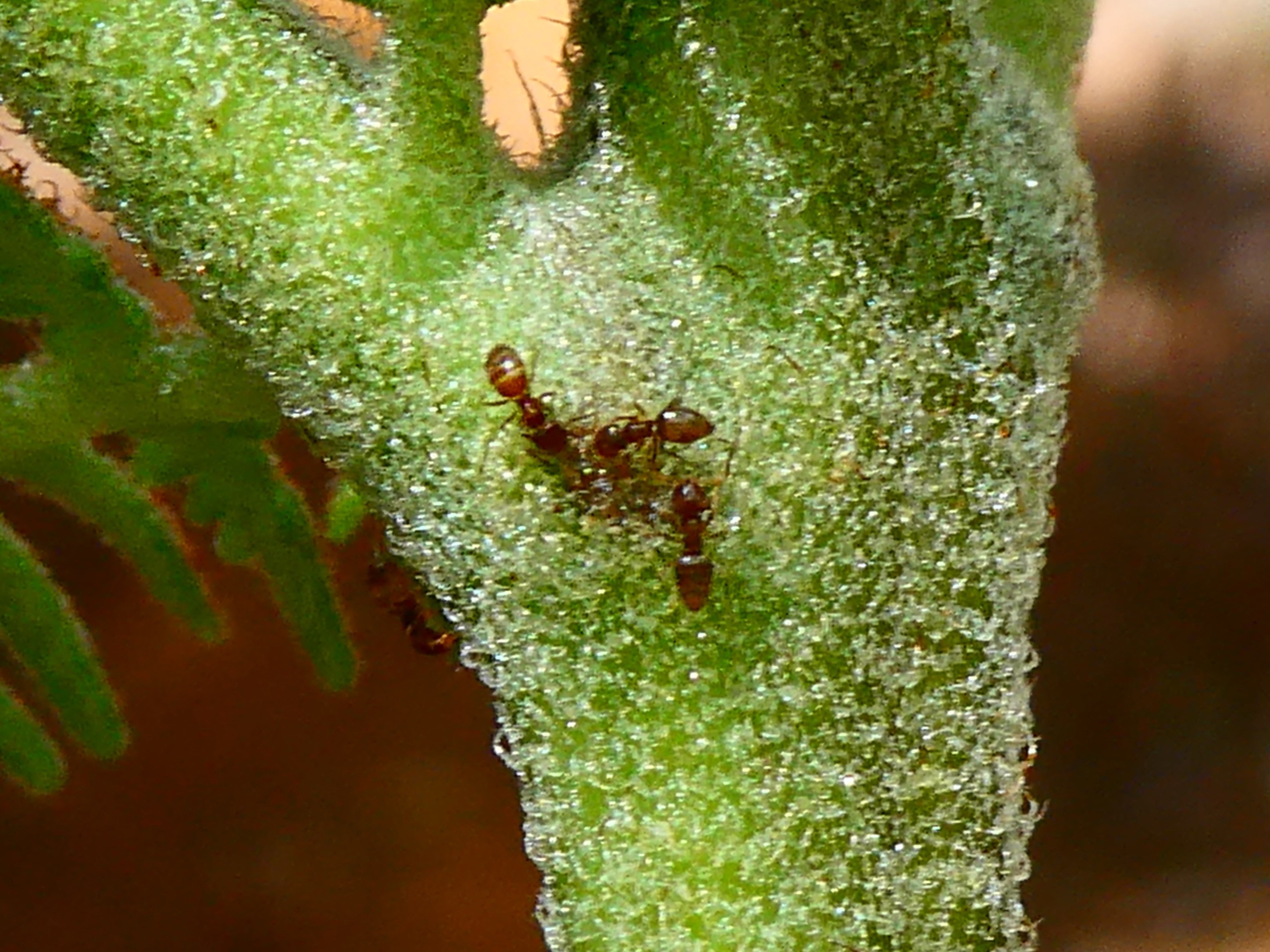 Fourmis sur NEF Pteridium aquilinum (7).JPG
