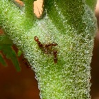 Fourmis sur NEF Pteridium aquilinum (7).JPG