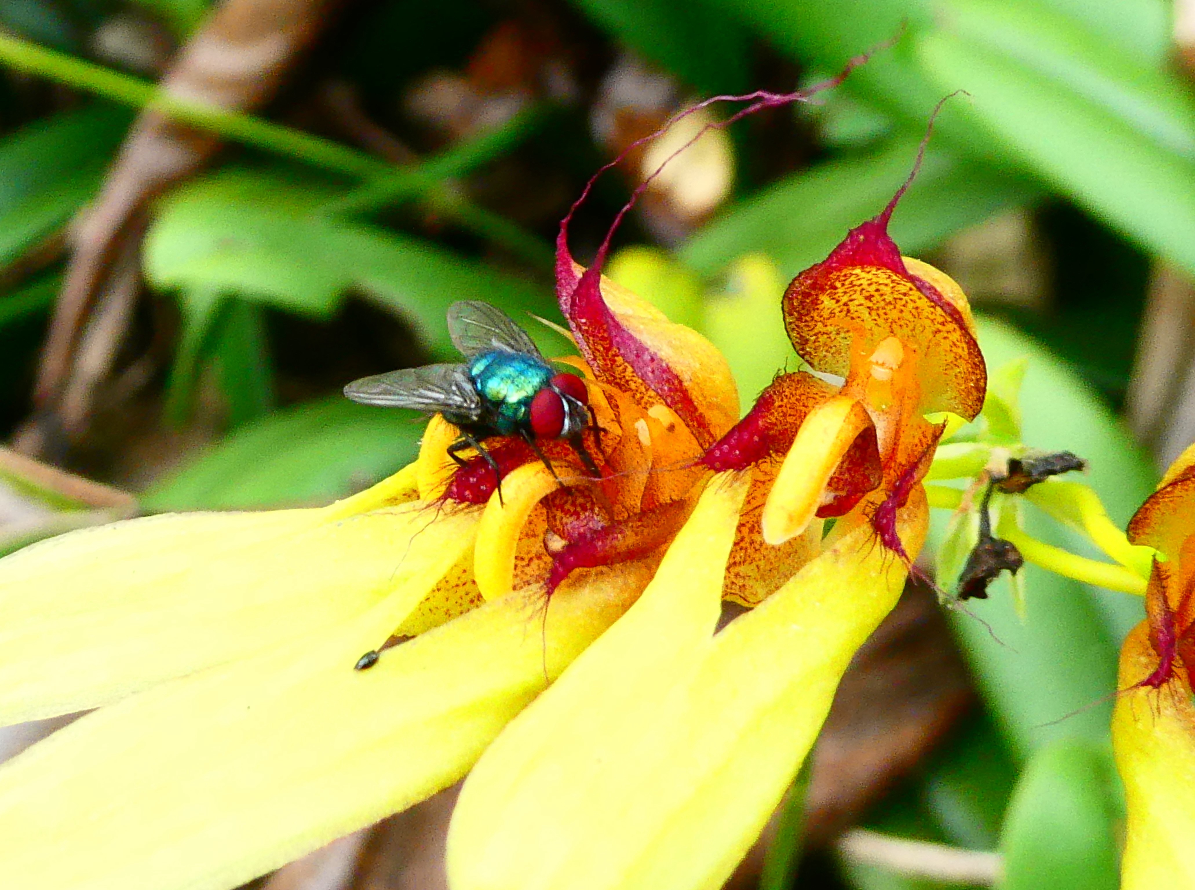 pas de pollen sur la tête.JPG