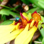 pas de pollen sur la tête.JPG