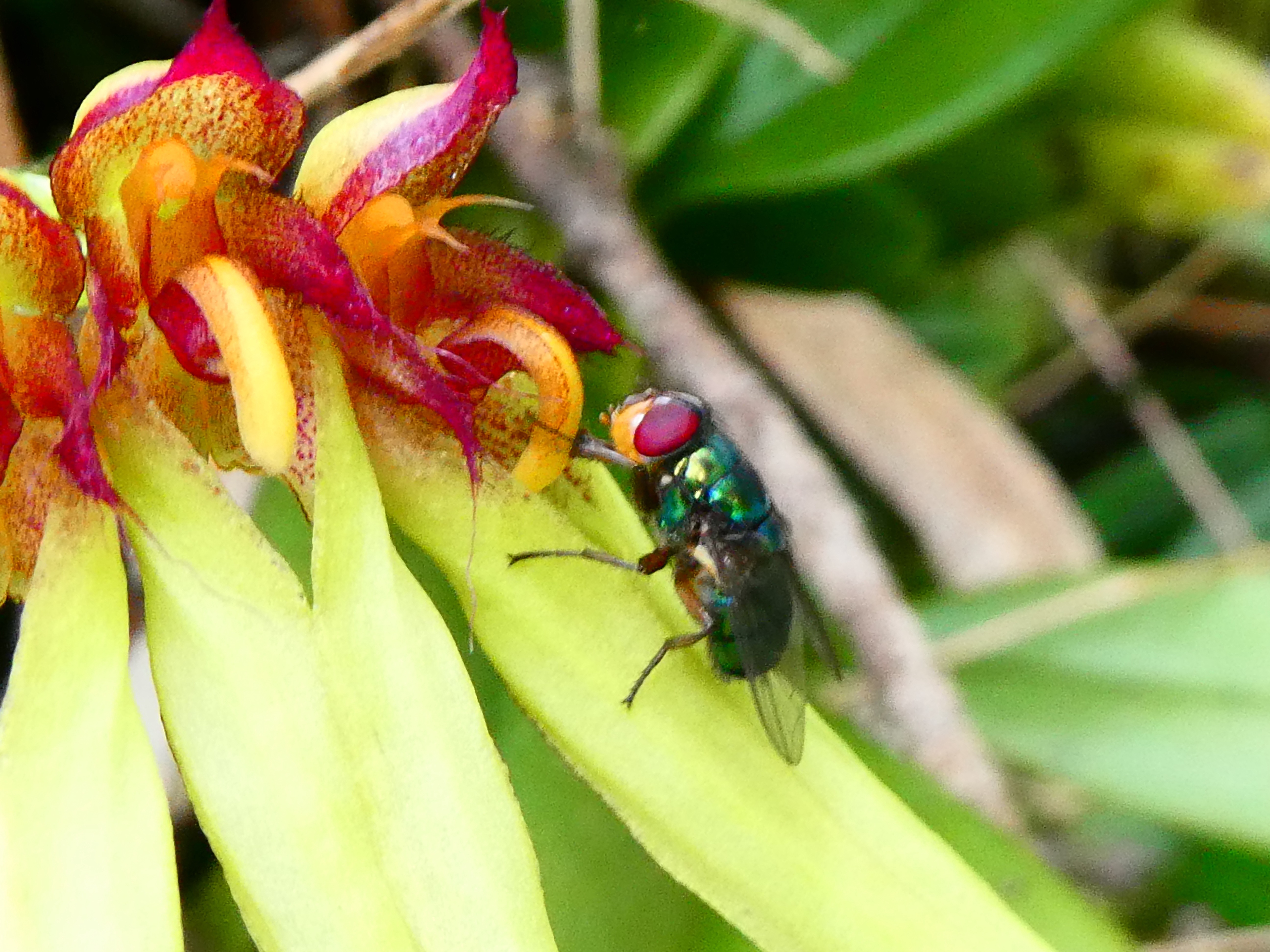 pollen sur la tête et pollinies.JPG