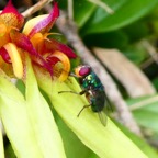 pollen sur la tête et pollinies.JPG