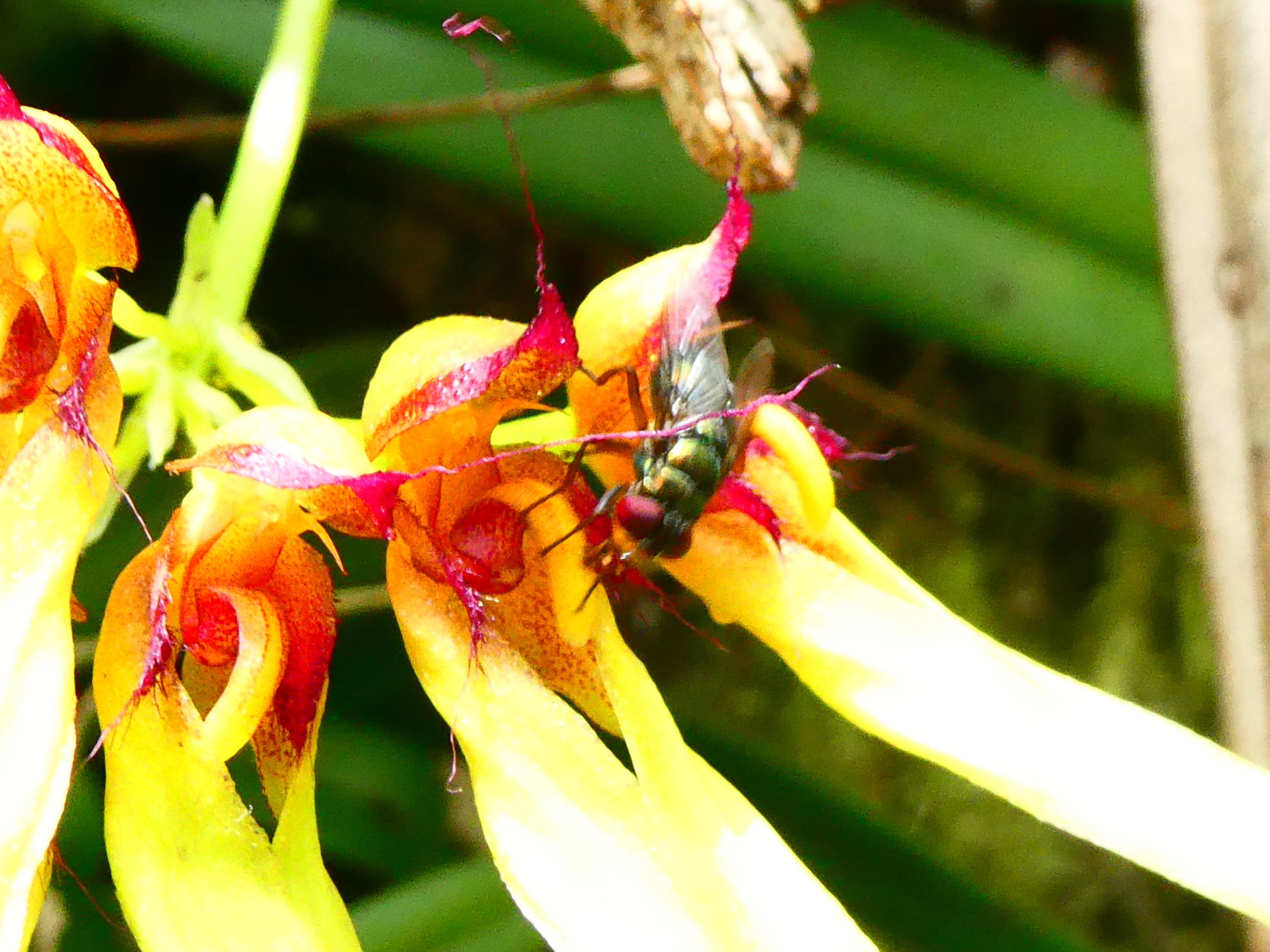 pollinies.JPG