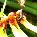pollinies.JPG