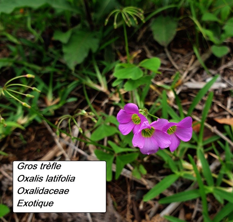 1-4- Oxalis latifolia.jpg