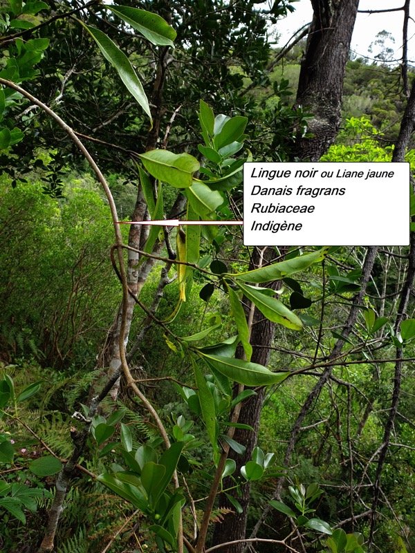 14- Danais fragrans.jpg