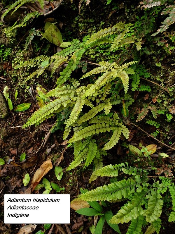 15- Adiantum hispidulum.jpg