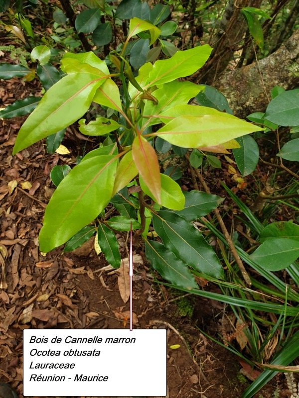 17- Bois de cannelle marron.jpg