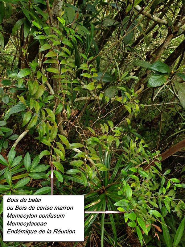 18- Memecylon confusum.jpg