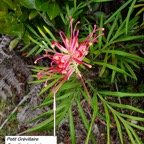 2- Grevillea.jpg
