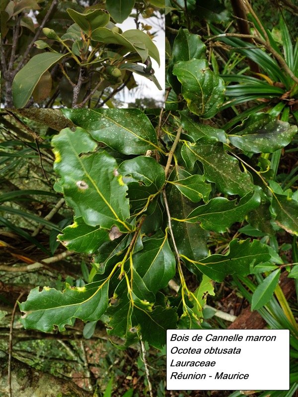 22- Bois de cannelle marron.jpg