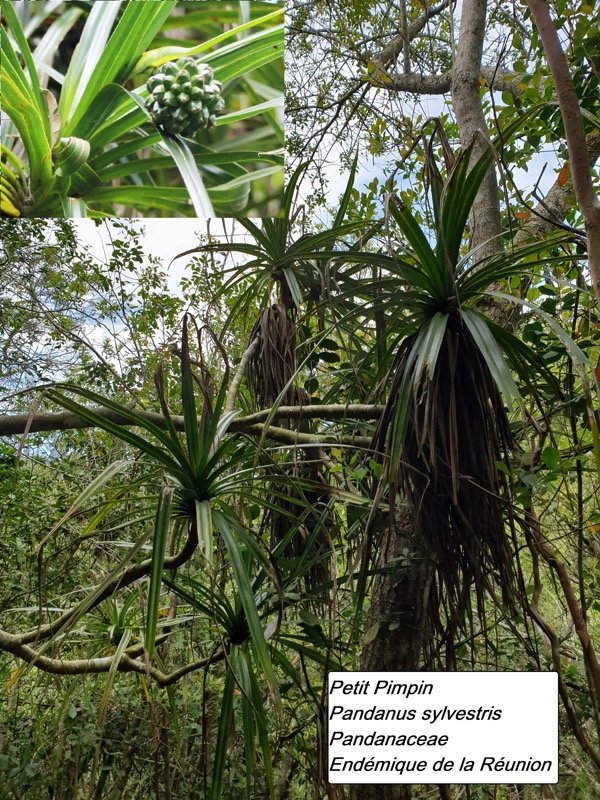 23- Pandanus sylvestris.jpg