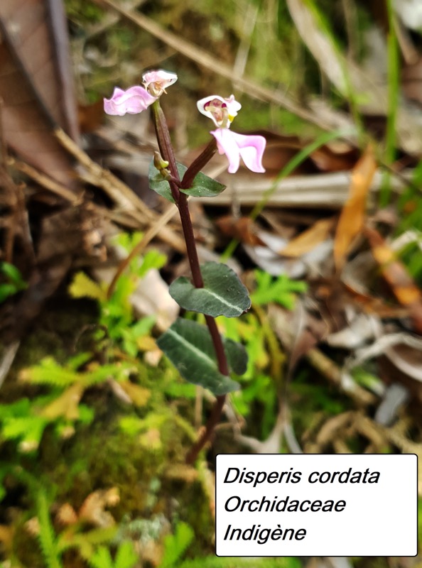 28- Disperis cordata.jpg