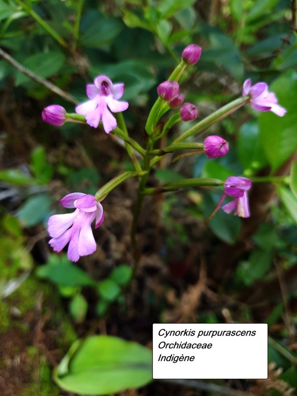 3- Cynorkis purpurascens.jpg