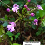 3- Cynorkis purpurascens.jpg