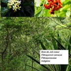 32- Bois de joli coeur.jpg