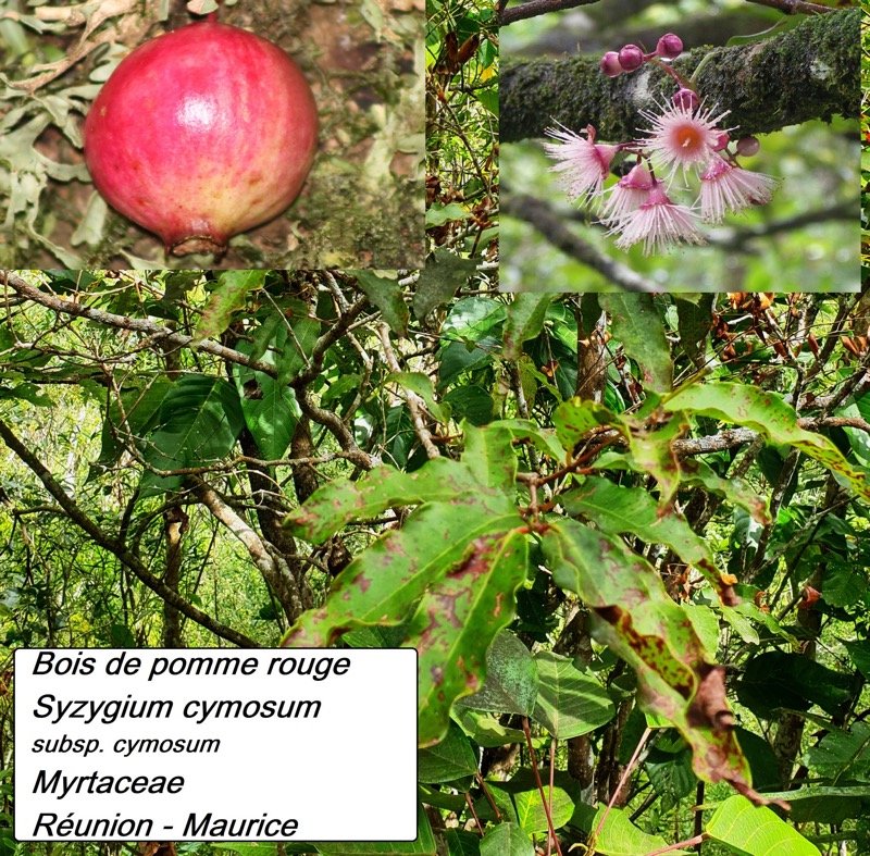 37- Bois de pomme rouge.jpg