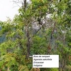 38- Bois de rempart.jpg