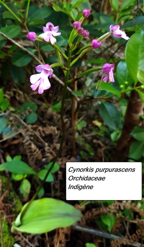 4- Cynorkis purpurascens.jpg